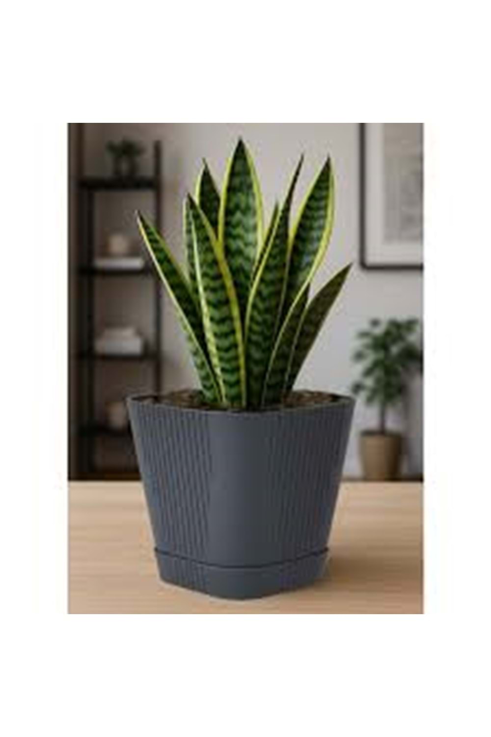 SERİNOVA ZAMBAK SAKSI 2 NO (1*24)