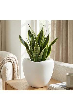 SERİNOVA LALE SAKSI 3 NO (1*4)