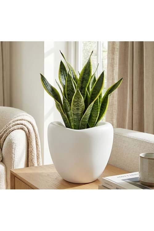 SERİNOVA LALE SAKSI 3 NO (1*4)