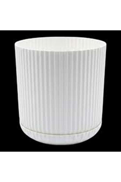 LOTUS SAKSI 3 NO SERİNOVA (1*24)