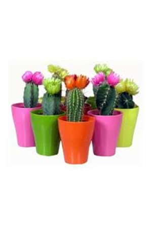 5,5 CM GARDENYA KAKTÜS SAKSI (1*120) POLİWORK